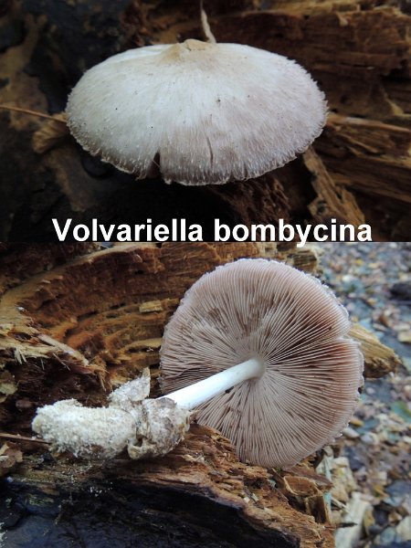 Volvariella bombycina-amf1933.jpg